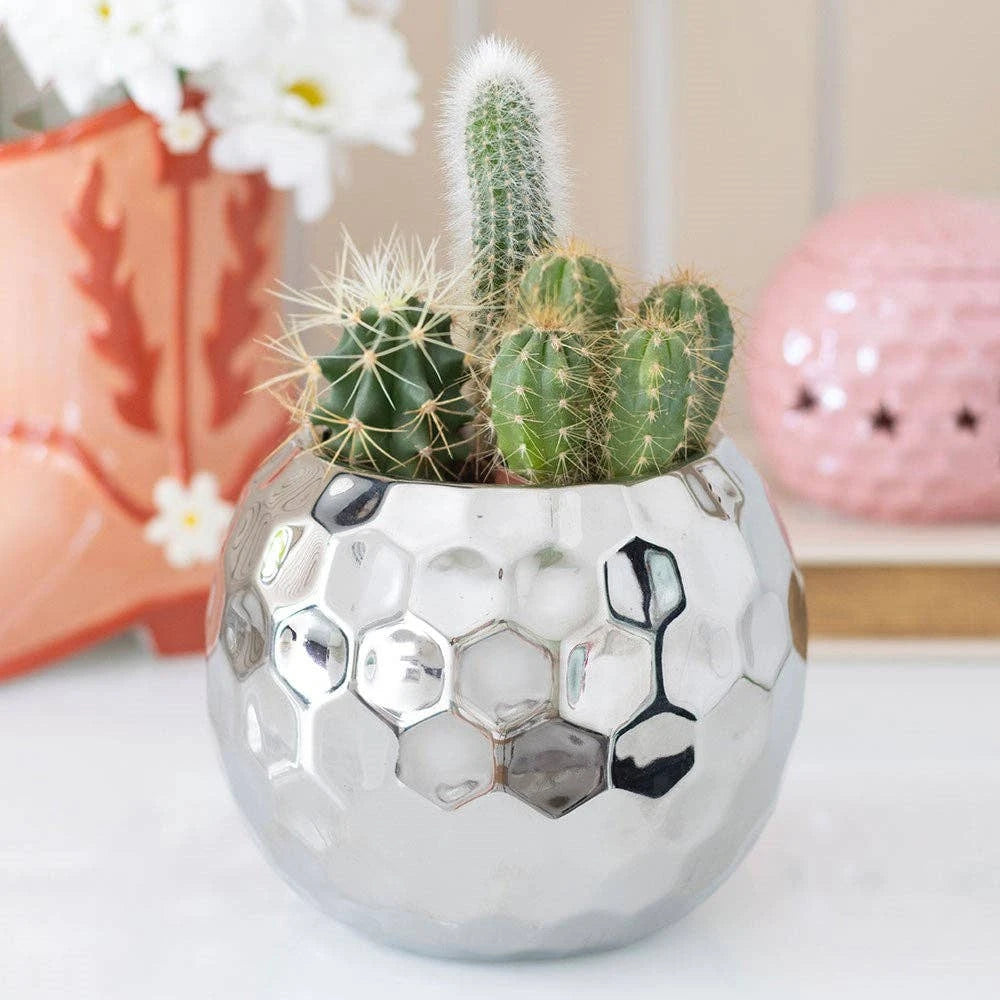Home Decor & Accessories